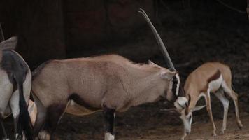 Wildebeest walking in the wild video