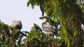 Crow birds on a coniferous branch. Bird world, wildlife. Ornithology concept. Animal Watching video