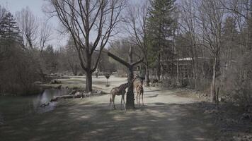 A herd of giraffes feeds from a special feeder in an animal sanctuary. The giraffe family gathers together, eating peacefully in the reserve. A beautiful safari scene of wildlife in harmony video