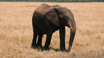 African Elephant Crossing the Field video